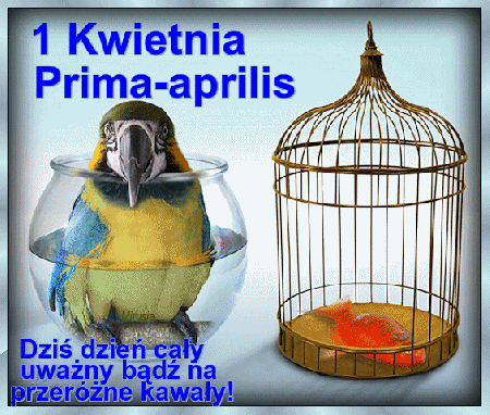Papuga w akwarium i ryba w klatce na Prima Aprilis